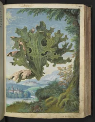 Lobaria pulmonaria (Polmonaria), da "Dipinti della flora degli Stati Romani" di Gherardo Cibo