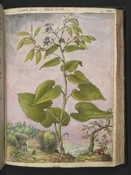 Lunaria rediviva, da 
