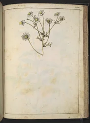 Matricaria chamomilla (Camomilla), da "Dipinti della flora degli Stati Romani" di Gherardo Cibo, Add MS 22333, f163r, c.1564-84