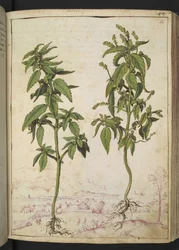 Mercurialis annua, da "Paintings of Flora of the Roman States" di Gherardo Cibo