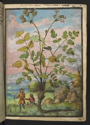 Oenanthe crocata, da "Paintings of Flora of the Roman States" di Gherardo Cibo