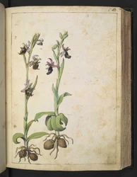 Orchidea: Una pianta con fiori bianchi e rosa, da "Dipinti della Flora degli Stati Romani" di Gherardo Cibo