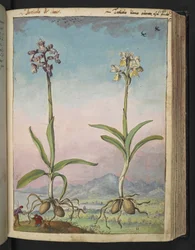 Orchis pallens: Due piante fiorite, da 