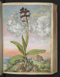 Orchis serapias, da "Dipinti della Flora degli Stati Romani" di Gherardo Cibo