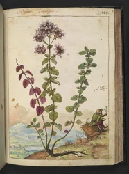 Origanum vulgare, da "Dipinti della flora degli Stati Romani" di Gherardo Cibo