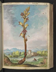 Orobanche gracilis, da "Dipinti della flora degli Stati Romani" di Gherardo Cibo, Add MS 22333, f070r, c.1564-84