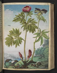 Paeonia officinalis, da "Dipinti della flora degli Stati Romani" di Gherardo Cibo