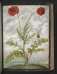 Papaver rhoeas (Papaveri), da "Dipinti della flora degli Stati Romani" di Gherardo Cibo, Add MS 22333, f107r, c.1564-84