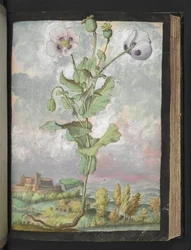Papaver somniferum: Una pianta con petali bianchi, da "Dipinti della flora degli Stati Romani" di Gherardo Cibo