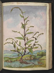 Persicaria hydropiper, da "Dipinti della Flora degli Stati Romani" di Gherardo Cibo, Add MS 22333, f152r, c.1564-84