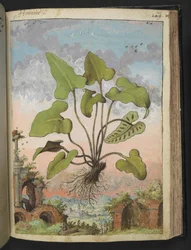 Phyllitis hemionitis, da "Dipinti della Flora degli Stati Romani" di Gherardo Cibo, Add MS 22333, f143r, c.1564-84