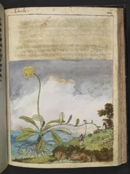 Pilosella officinarum, da 