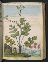Pimpinella major, da "Dipinti della Flora degli Stati Romani" di Gherardo Cibo, Add MS 22333, f100r, c.1564-84