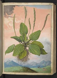 Plantago major, da 