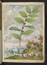 Polygonatum odoratum: Una pianta. Un uomo con un piccone, da 