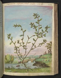 Polygonum aviculare, da "Dipinti della flora degli Stati Romani" di Gherardo Cibo