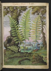 Polypodium, da "Paintings of Flora of the Roman States" di Gherardo Cibo