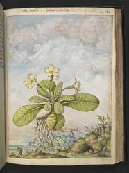 Primula vulgaris, da "Dipinti della flora degli Stati Romani" di Gherardo Cibo, Add MS 22333, f128r, c.1564-84