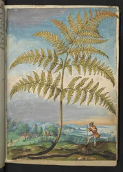 Pteridium aquilinium: una felce, da "Paintings of Flora of the Roman States" di Gherardo Cibo