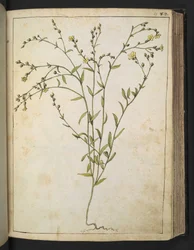 Ranunculus bulbosus: Una pianta con fiori gialli, da 