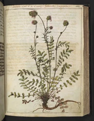 Sanguisorba minor, da "Dipinti della flora degli Stati Romani" di Gherardo Cibo, Add MS 22333, f102r, c.1564-84