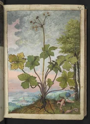 Sanicula europaea e un uomo che esamina la base di un albero, da "Paintings of Flora of the Roman States" di Gherardo Cibo