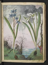 Scilla bifolia e Galanthus nivalis, da "Paintings of Flora of the Roman States" di Gherardo Cibo