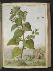 Scrophularia peregrina, da "Dipinti della flora degli Stati Romani" di Gherardo Cibo