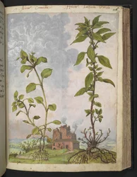 Stellaria media, Possibilmente Stellaria media, da "Dipinti della flora degli Stati Romani" di Gherardo Cibo