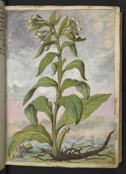Symphytum officinale (Consolida maggiore), da "Dipinti della flora degli Stati Romani" di Gherardo Cibo
