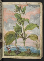 Symphytum tuberosum, da 