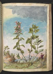Teucrium chamaedrys (Camedrio comune), da 