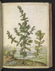 Teucrium scordium, da 
