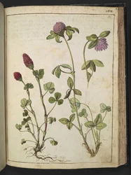 Trifolium incarnatum & Trifolium pratens, da 