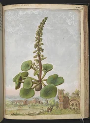 Umbilicus rupestris (Umbilico di Venere): Pianta fiorita commestibile, da 