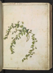 Veronica, da "Dipinti della flora degli Stati Romani" di Gherardo Cibo, Add MS 22333, f048r, c.1564-84