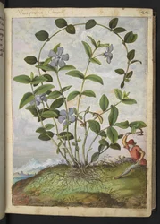 Vinca minor (Periwinkle), da "Paintings of Flora of the Roman States" di Gherardo Cibo