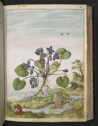 Viola odorata, da "Dipinti della flora degli Stati Romani" di Gherardo Cibo, Add MS 22333, f104r, c.1564-84