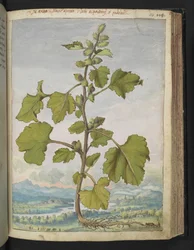 Xanthium strumarium, da 