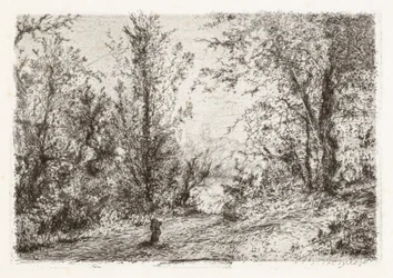 Foresta sul Lago Maggiore
