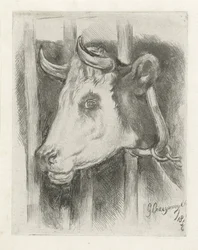 Testa di una mucca