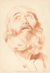 Testa di un uomo