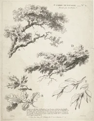 Studio di rami con foglie (serie: Primo quaderno di paesaggi)