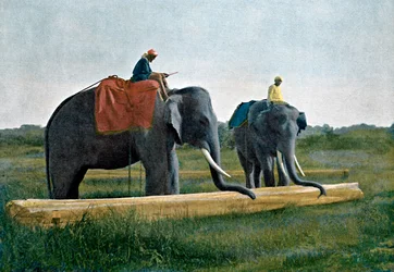 Elefanti che spostano un tronco, Ceylon, c1890