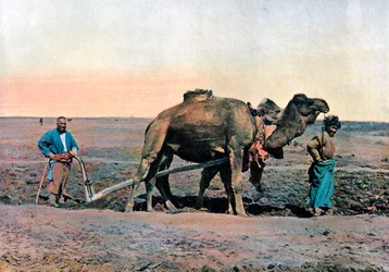 Lavoratori agricoli che arano con un cammello, Caucaso, c1890