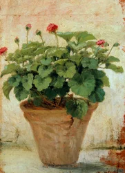 Vaso con geranio
