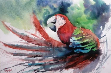 Ara della giungla dai colori vivaci