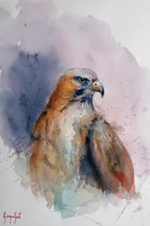 Maestoso falco acquerellato