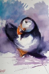 Ritratto di una pulcinella di mare viola
