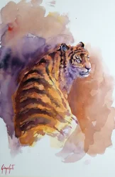 tigre 6